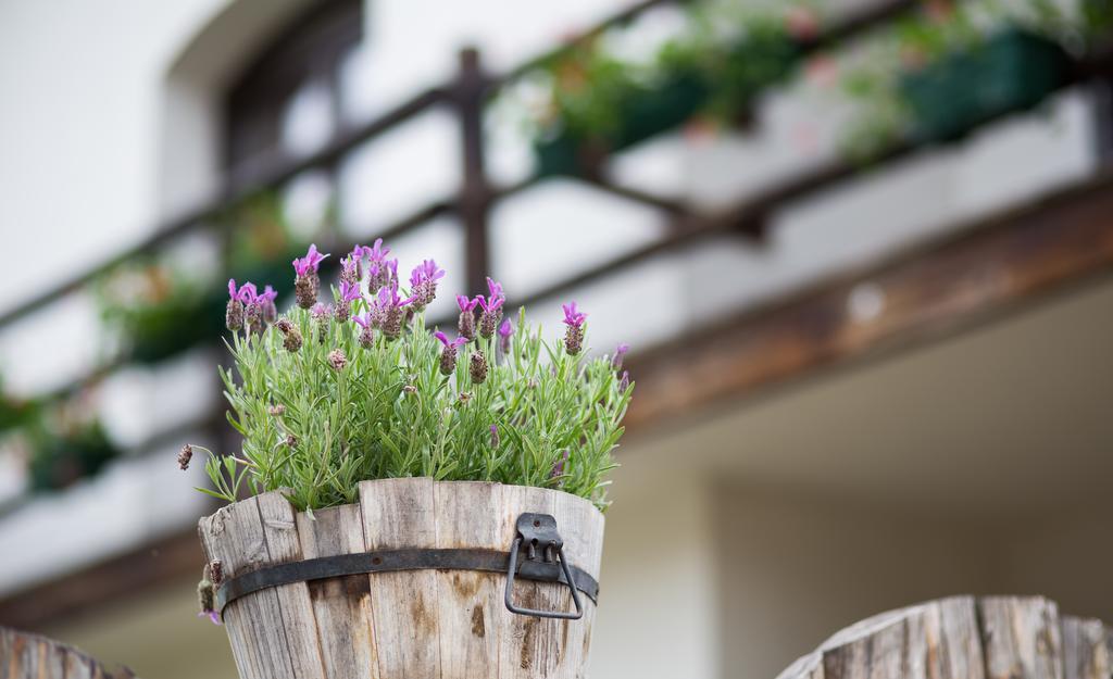 Casa Mosului - Transfagarasan Bed & Breakfast Cîrţişoara Exteriör bild