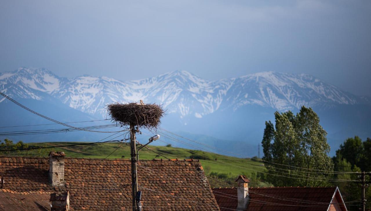 Casa Mosului - Transfagarasan Bed & Breakfast Cîrţişoara Exteriör bild
